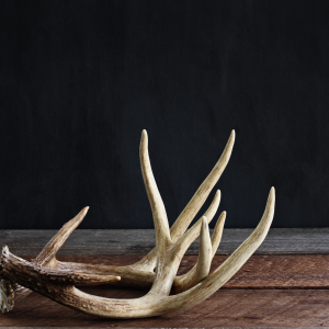 antler